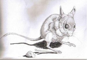 Illustrations – Simon Ripley Art